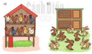 nc3aau cc3a1c phc3a9p nhc3a2n phc3a9p chia thc3adch he1bba3p ve1bb9bi me1bb97i tranh ve1babd 300x178 1