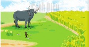 soe1baa1n bc3a0i con trc3a2u lc3b4ng c491en mc6b0e1bba3t 300x159 1