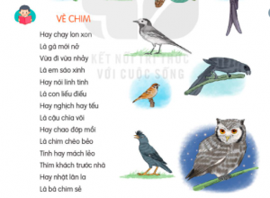 soe1baa1n bc3a0i vc3a8 chim tie1babfng vie1bb87t le1bb9bp 2 300x220 1 1