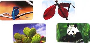 tieng viet lop 2 trang 53 54 55 56 57 bai 4 hoa mai vang 8 300x145 1